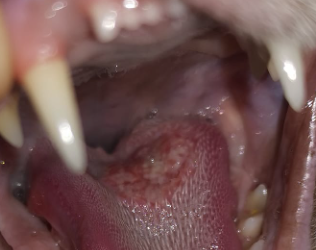 Calicivirus bei der Katze