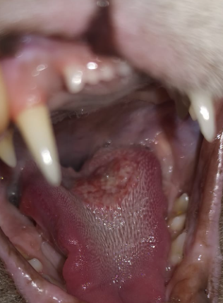 Calicivirus bei der Katze