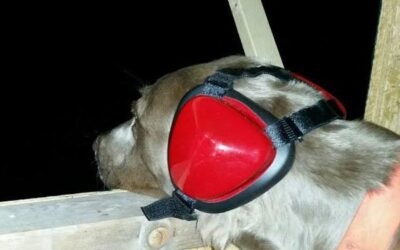 So wird Silvester mit Ihrem Hund nicht die stressigste Zeit im Jahr!