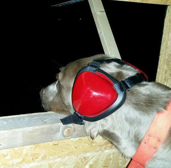 Tiere-Silvester-Frag-den-Tierarzt-1-600×588