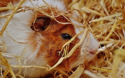 Atemwegserkrankung beim Meerschweinchen