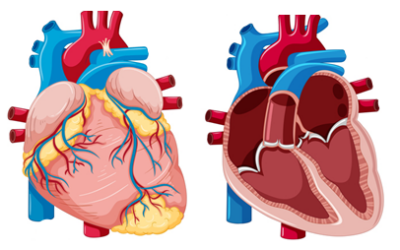 DMVD- degenerative Mitralklappenerkrankung beim Hund- Teil 1