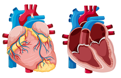 DMVD- degenerative Mitralklappenerkrankung beim Hund- Teil 1