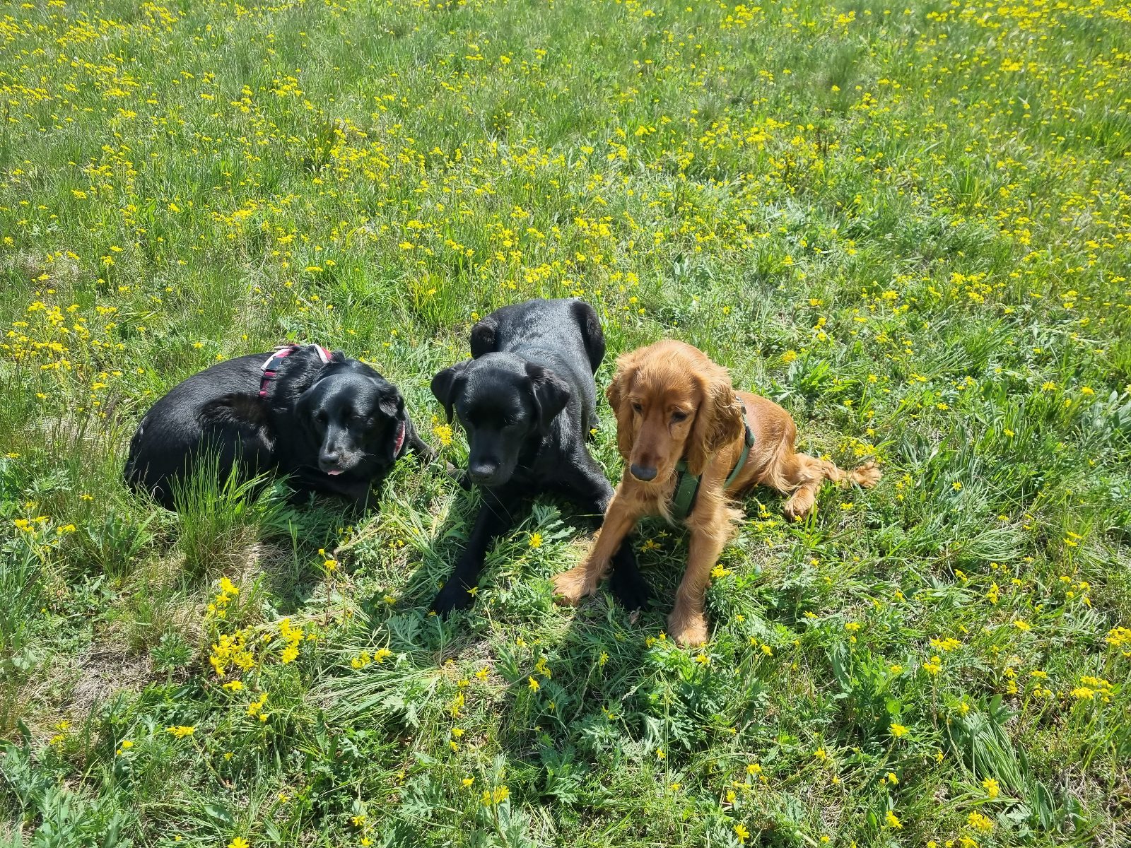 drei-hunde-auf-einer-blumenwiese.jpg Drei Hunde auf einer Blumenwiese