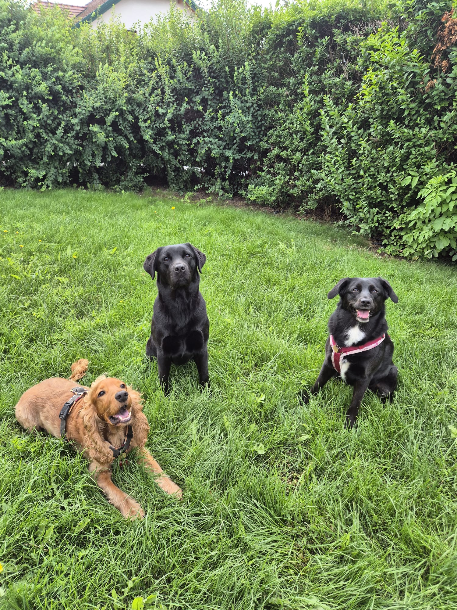 Drei Hunde im Garten