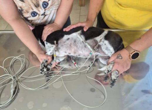 Screenshot 2025-08-13 090451 ein offener Mund mit einem calicivirus