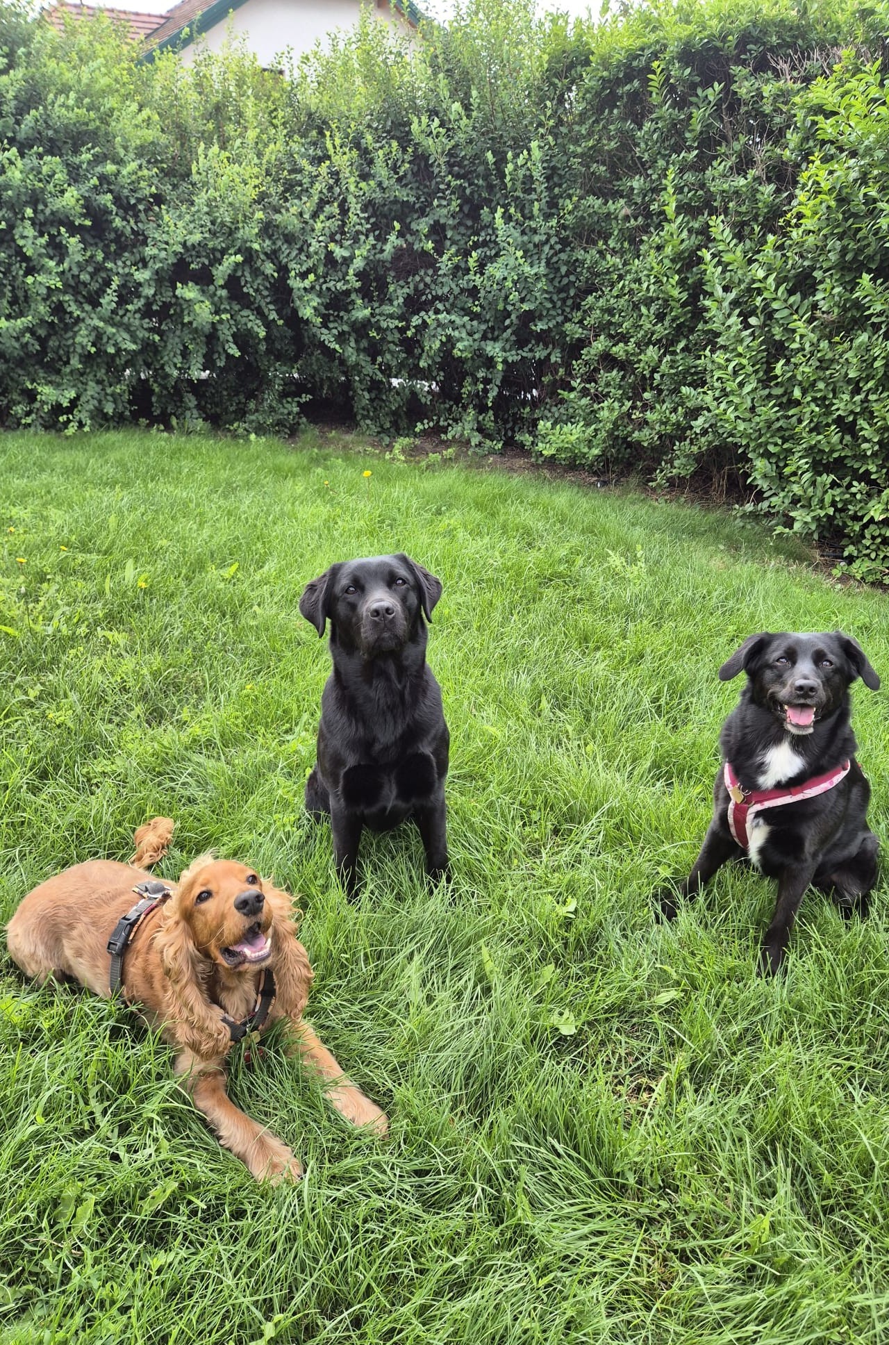 Drei Hunde im Garten